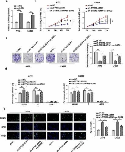 Figure 6. SOD2 participated in ZFPM2-AS1-mediated cell growth in glioma. (a) RT-qPCR analysis confirmed the upregulation of SOD2 in glioma cells transfected with SOD2 overexpression plasmid. (b and c) Cell proliferation in each group was evaluated by CCK-8 and colony formation assay. (d) Flow cytometry analysis was conducted to determine the cell cycle in each group. (e) The cell apoptosis was assessed via TUNEL assay. *p < 0.05, **p < 0.01