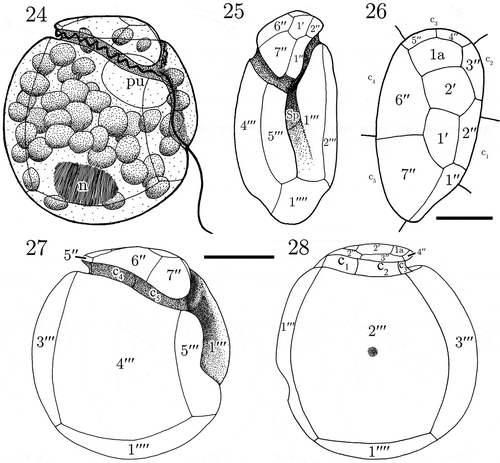 Figs. 24–28. Line drawings of Madanidinium loirii. Fig. 24. Representation of a live cell in right lateral view (n: nucleus, pu: pusule). Fig. 25. Ventral view of the theca. Fig. 26. Apical view. Fig. 27. Right lateral view. Fig. 28. Left lateral view. Scale bars: 10 µm in Figs 24, 25, 27, 28 and 5 µm in Fig. 26.