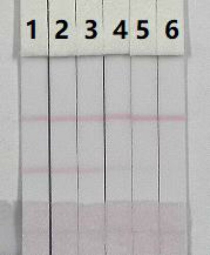 Figure 6. Colloidal gold immunochromatographic for PB in 0.01 M PBS (pH 7.4). PB concentration: 1= 0 ng/mL; 2= 0.1 ng/mL; 3= 0.25 ng/mL; 4= 0.5 ng/mL; 5= 1 ng/mL; and 6= 2.5 ng/mL.