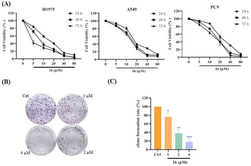 Figure 1. Inhibitory effect of compound 16 on cell viability in human lung cancer cells. (A) The cell viabilities of three human lung cancer (H1975, A549, and PC9) cells treated with various concentrations (0, 5, 10, 20, 40, and 80 μM) of 16 for 24, 48, and 72 h. (B) Effect of compound 16 on the ability of cells to form colonies in H1975 cells using a colony-formation assay. (C) Quantification of the colony-formation assay. *p < 0.05, **p < 0.01, and ***p < 0.001 compared with the control.