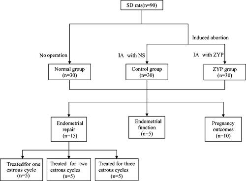 Figure 1. Experimental grouping schedule. IA: intragastrically administration; NS: normal saline; ZYP: Zishen Yutai Pill.