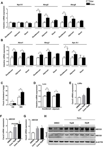 Figure 3 Cana increases expression of intestinal Abcg5 and Abcg8. 8 weeks old C57BL/6J mice were fed with western diet for 12 weeks. (A) Real-time PCR analysis of cholesterol absorption and efflux in duodenum, jejunum and ileum, (B) and mRNA expression of HDL-cholesterol transports (n=5–8). (C) Fecal cholesterol of chow diet and Western diet fed mice were measured (n=6–8). (D) The mRNA expression of LXRα in duodenum and jejunum was detected with real-time PCR. Caco2 cells were treated with canagliflozin 10µM or 30µM for 24h. The mRNA levels of (E) LXRα, (F) ABCG5 and (G) ABCG8 were measured (n=3). (H) Western blot analyzed the ABCG5 and ABCG8 protein level of Caco2. The data was shown with mean ± SEM. *P<0.05, **P<0.01 compared with control or DMSO group.