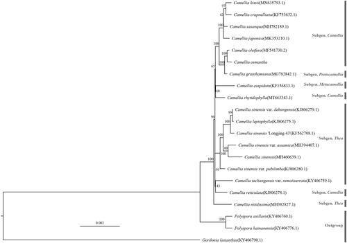 Figure 1. A phylogenetic tree of Camellia based on 21 complete chloroplast genome sequences. The bootstrap values from 1000 replicates are listed on each node.