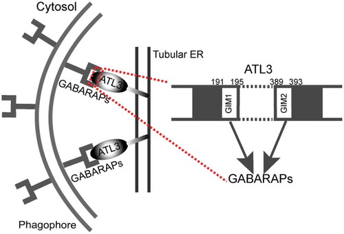 Figure 1. Model of ATL3 in reticulophagy. To drive tubular ER turnover by reticulophagy, ATL3 specifically binds to GABARAPs via 2 GIMs, which leads to the recruitment of the phagophore, the sequestration of tubular ER within autophagosomes and the final degradation by a lysosome.