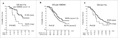 Figure 2. Correlation between hMENA isoform expression and patient survival. (A) Kaplan–Meier survival curves in pan hMENA score 1–2 PDAC patients, according to Iso-11a expression status. Among pan hMENA score 1–2 cases, the Iso-11a negative staining was associated with poor overall survival. (B) Kaplan–Meier survival curves for PDAC patients according to pan hMENA immunostaining and (C) to Iso-11a expression.