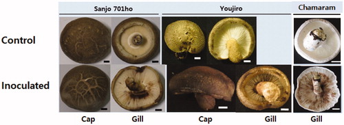 Figure 2. Inoculation test of Cryptococcus pseudolongus DUCC 4014 to three shiitake cultivars using a spray method. Sterile distilled water was used for the inoculum of the control test. The cell concentration of 1 × 106 cells/ml was used for the inoculation. Scales: 10 mm.