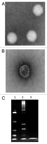 Figure 1. Inactivation of rotavirus using β-propiolactone. Purified live (A) and β-propiolactone inactivated (B) rotavirus particles were stained with phosphatungstic acid and examined with an electron microscope. Live and inactivated rotavirus particles were analyzed on a 12% polyacrylamide gel followed by silver staining (C). Lanes 1, molecular mass markers and 2 and 3, live and killed rotavirus, respectively. Note: major structural rotavirus proteins are seen in lane 2 but are no longer observed in lane 3.
