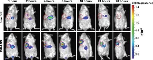 Figure 8 Real-time NIRF images of H22 tumor-bearing mice post-IV injection of free DiR and DiR-LNS.Notes: At 1 hour, 2 hours, 4 hours, 6 hours, 10 hours, 24 hours, and 48 hours postadministration, mice were anesthetized with 10% chloral hydrate (IP) and then placed on their back in a light-tight chamber. The real-time NIRF images were taken using the Xenogen IVIS Lumina system with an ICG filter (excitation at 745 nm and emission at 835 nm). The tumors are circled in red.Abbreviations: DiR, 1,1′-dioctadecyl-3,3,3′,3′-tetramethylindotricarbocyanine iodide; DiR-LNS, DiR-loaded lipid-based nanosuspensions; ICG, indocyanine green; IP, intraperitoneal; IV, intravenous; NIRF, near-infrared fluorophore.