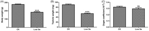 Figure 1. Effects of Se-deficiency on the weight and male organ coefficient of chicks. (A) body weight, (B) testicle weight and (C) organ coefficient. ***Significant differences (p < .001) between the CK group and the low Se group. ns: no significant differences.