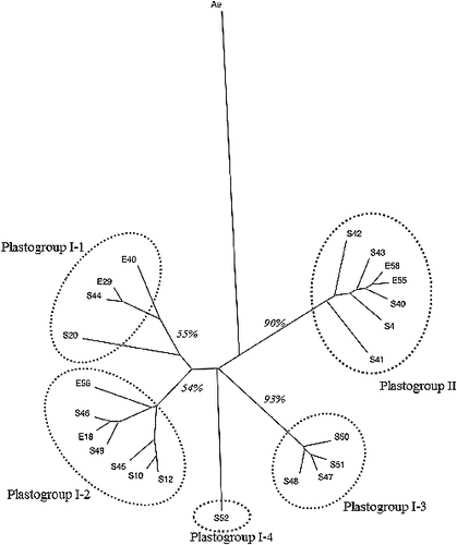 Figure 2. UPGMA tree showing genetic relationship among 23 plastotypes identified in this study. The number in italic shows the bootstrap values for each clade, calculated by 1000 times of resampling. The code ‘Ae’ represents an Aegilops tauschii accession used as an out-group.