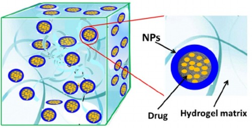 Figure 17 A schematic illustration of biopolymeric hydrogel.Notes: Reproduced with permission from MDPI. Zhao F, Yao D, Guo R, Deng L, Dong A, Zhang J. Composites of 2075 polymer hydrogels and nanoparticulate systems for biomedical and pharmaceutical applications. Nanomaterials. 2015;5(4):2054–2130.Citation242