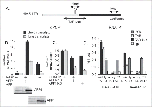 Figure 6. SEC promotes both initiation and elongation of transcription and is recruited to the HIV promoter via RNA. (A) Scheme of the HIV-Luc cassette and location of primers used for qPCR analysis and RNA IP. (B and C) In the absence of Tat, AFF1 and AFF4 promote initiation rather than elongation of transcription. RNA was isolated from cells over-expressing either HA-AFF1 or HA-AFF4 (panel B), or from cells where the corresponding protein expression was KO (C). Following cDNA synthesis, mRNA was amplified with the designated primers corresponding to either short (core promoter sites) or long transcripts, (luciferase coding genes). Results are shown as fold of mean enrichment relatively to data obtained in cells expressing LTR-Luciferase alone—set to 1. (D) P-TEFb modulates the association of SEC with HIV RNA. Cells expressing wild type or cyclin T1 KO cells were transfected with HIV LTR-Luciferase and subjected to RNA-immuno-precipitation (IP) with either αHA IgG, corresponding to HA-AFF1 and HA-AFF4. Non-immune human IgG served as control. RNA was extracted from immuno-precipitated and input samples (1%) and was then subjected to cDNA synthesis, which was further analyzed by qPCR using the indicated primers, located on either, short (core promoter sites) or TAR-Luc, located on both the TAR and N-terminal luciferase sequences. Primers that measured association to 7SK snRNA were also tested. qPCR reactions were performed in triplicates and presented as percentage of input over non-specific IgG.