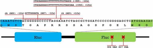 Figure 1. Different constructs of the dual-luciferase assay system used to measure the translational fidelity. Rluc (blue) and Fluc (green) form a fusion protein connected by a short linker region. Nucleotide and amino acid sequence of the linker region is shown with adjacent regions of Rluc and Fluc highlighted. Different insertions and deletions introduced into the system to measure frameshifting are shown with red lines above the sequence, premature stop codons with their positions are shown below.