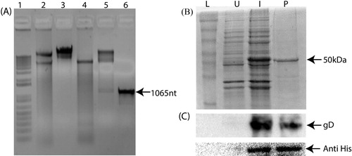 Figure 1. Cloning and expression analysis of recombinant gD protein of Infectious laryngotracheitis virus (ILTV). The cloning of gD protein of ILTV as confirmed by restriction digestion and PCR amplification (A). Lane 1: marker; lane 2: undigested pET28a; lane 3: EcoRI and XhoI digested pET28a; lane 4: gD gene cloned pET28a; lane 5: EcoRI and XhoI digested gD gene cloned pET28a; lane 6: PCR amplification of 1065 nt gD gene fragment. The SDS-PAGE (B) and western blot analysis (C) of the recombinant gD protein of ILTV expressed in a prokaryotic expression vector. L: protein molecular weight marker; U: uninduced recombinant pET28a containing gD protein gene; I: expression of the protein in recombinant pET28a containing gD protein gene after 4 h of 0.5 mM IPTG induction; P: purified gD protein.