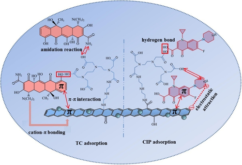 Figure 3. Adsorption schematic diagram of tetracycline and ciprofloxacin on DDMGO [Citation61].