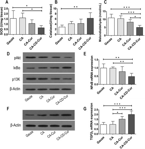 Figure 6 CA-CD-Cur improved the wound microenvironment by reducing oxidative stress (A-C), lowing inflammatory factors (D and, E) and consequently elevating TGFβ1 (F and, G).
