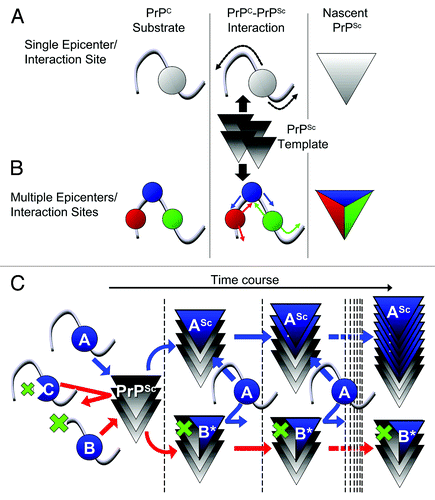 Figure 1. (A, B) Schemes illustrating differences between “single epicenter/interaction site model” and “multiple epicenters/interaction sites model.” (A) Single epicenter/interaction interface model: PrPC substrate interacts with PrPSc template at a specific region, irrespective of the strain type, and structural changes spread from this interaction interface to the entire molecule, acting as an epicenter of structural changes. (B) Multiple epicenter/interaction interface model: PrPC substrate can interact with PrPSc template at more than one region and structural changes spread from each epicenter until the entire molecule is converted. (C) Scheme illustrating hypothetic mechanism of dominant-negative inhibition (DNI) when conversion -competent and -incompetent PrPC coexist. The interaction interface of PrPC is represented by a “blue ball.” The blue and red arrows indicate situations where the competition for PrPSc template was won by conversion-competent or conversion-incompetent PrPC, respectively. At the beginning, molecules with an intact interaction interface can bind the PrPSc template irrespective of their conversion abilities, i.e., conversion-competent PrP, “A,” or conversion-incompetent PrP with a defect outside the interface, “B,” can bind, whereas conversion-incompetent PrP with a defect in the interface, “C,” cannot even interact. After binding, “A” converts to a nascent PrPSc “ASc,” while “B” undergoes regional structural changes to become “B*” for high-affinity binding. The PrPSc template bound by “B*” cannot function as the template anymore, consequently inhibiting conversion of “A.”