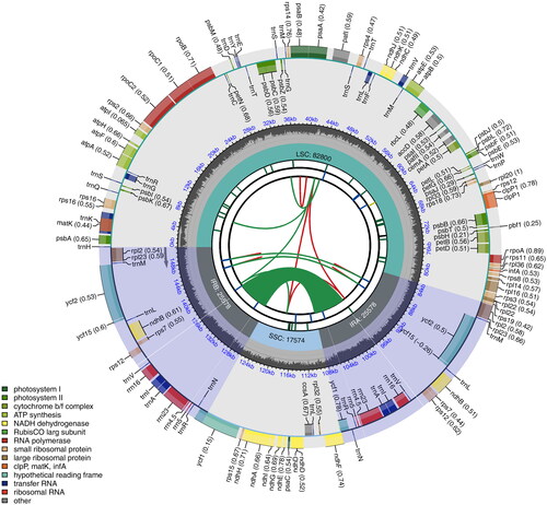 Figure 2. The chloroplast genome map of S. chienii chlobroplast genome. The length of genome is presented in the inner circle. Large single copy (LSC), Single short copy (SSC) and inverted repeat regions (IRA and IRB) are marked. A total of 143 annotated genes are presented in the outer circle, consisting of 91 protein-coding genes, eight rRNA genes, and 37 tRNA genes. Genes were classified by their function in colors. From the center outward, the first track shows the dispersed repeats. The dispersed repeats consist of direct (D) and Palindromic (P) repeats, connected with red and green arcs. The second track shows the long tandem repeats as short blue bars. The third track shows the short tandem repeats or microsatellite sequences as short bars with different colors. The colors, the type of repeat they represent, and the description of the repeat types are as follows. Black: c (complex repeat); Green: p1 (repeat unit size = 1); Yellow: p2 (repeat unit size = 2); Purple: p3 (repeat unit size = 3); Blue: p4 (repeat unit size = 4); Orange: p5 (repeat unit size = 5); Red: p6 (repeat unit size = 6). The small single-copy (SSC), inverted repeat (IRA and IRB), and large single-copy (LSC) regions are shown on the fourth track. The GC content along the genome is plotted on the fifth track. The genes are shown on the sixth track. Genes are color-coded by their functional classification. The functional classification of the genes is shown in the bottom left corner.