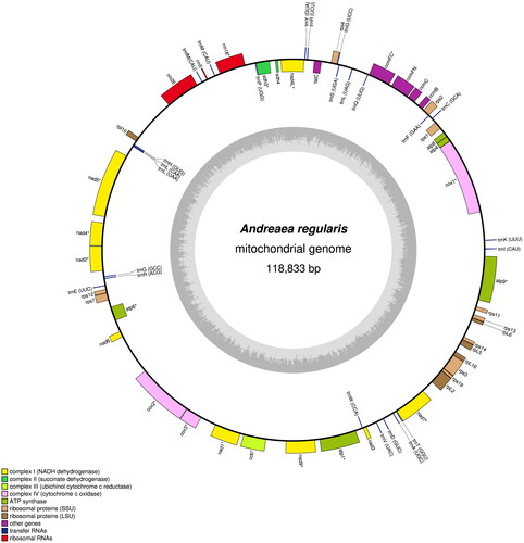 Figure 2. Circular map of the Andreaea regularis mitochondrial genome. Genes outside the outer circle are transcribed clockwise, and those inside the circle are transcribed counterclockwise. Genes belonging to different functional groups are color coded. The innermost darker gray corresponds to GC content, and the lighter gray corresponds to at content.