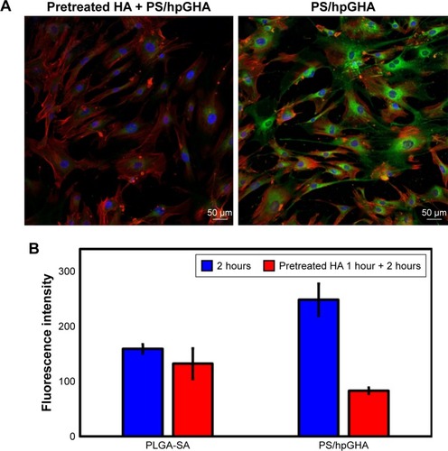 Figure 9 Targeting effectiveness of PS/hpGHA NPs.Notes: (A) hBMSCs were pretreated with HA for 1 hour to block CD44 receptor, and then cells were treated with PS/hpGHA NPs for 2 hours. The confocal image presents cellular uptake of PS/hpGHA NPs (blue = DAPI, green = FITC-labeled PLGA-SA or PS/hpGHA NPs, red = actin). (B) Fluorescence intensity obtained from images (A).Abbreviations: hBMSC, human bone marrow mesenchymal stem cells; NP, nanoparticle; PLGA, poly (lactide-co-glycolide); PS, poly (lactide-co-glycolide)-stearylamine; SA, stearylamine.