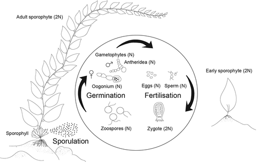 Figure 2. Lifecycle of Macrocystis pyrifera.