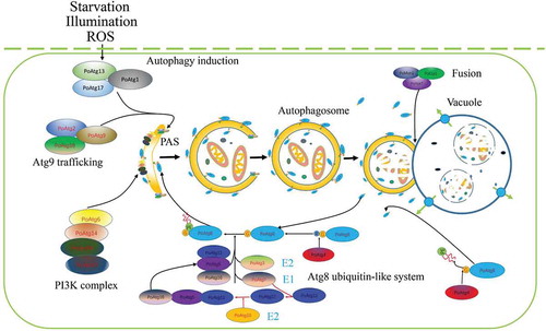 Figure 2. Autophagy process in filamentous fungi.After the induction of autophagy, an initial sequestering phagophore is assembled at the phagophore assembly site (PAS). Expansion and curvature of the phagophore leads to engulfment of the cargo (cytoplasm containing proteins and organelles) into the double-membraned autophagosome. The fusion of the autophagosomal outer membrane with the vacuolar membrane results in the release of the autophagic body, which is surrounded by the inner autophagosomal membrane. Autophagic bodies and their cargoes are degraded by hydrolytic enzymes, and the degraded products are exported into the cytoplasm for reuse.