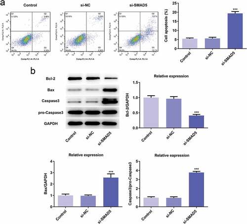 Figure 10. SMAD5 silencing promoted AGS cells apoptosis. (a) The cell apoptosis rate was determined by flow cytometry. (b) The expression levels of Bcl-2, Bax, Caspase-3 and pro-Caspase-3 were determined by western blot, the GAPDH was set as the internal normalization control. Error bars represent the mean ± SEM from three independent experiments. ***P< 0.001 vs. Control