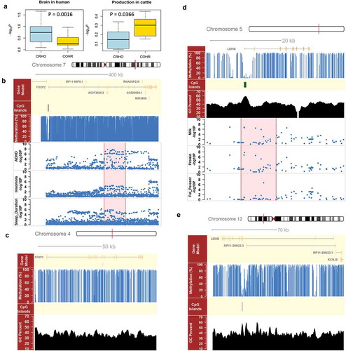 Figure 5. GWAS single enrichment of species-specific genes and comparison of FOXP2 and LDHB between human and cattle. (a) Comparison of GWAS single enrichment for species-specific genes in species-specific traits, i.e., brain-related traits in human and milk production traits in cattle. CRHO were genes with hypermethylated promoters in cattle but hypomethylated ones in human, whereas COHR were genes with hypomethylated promoters in cattle but hypermethylated ones in human. (b) FOXP2 had a non-methylated promoter with a CpG island (CGI) on chromosome 7 in human, and bore suggestive significant SNPs (P < 1e-5) for three brain-related traits, including sleep duration, insomnia and attention deficit hyperactivity disorder (ADHD). (c) FOXP2 had a hypermethylated promoter without any CGI on chromosome 4 in cattle. (d) LDHB had a non-methylated promoter with a CGI on chromosome 5 in cattle, and bore suggestive significant SNPs (P < 1e-5) for three cattle production traits, including milk yield, protein yield and fat percentage. (e) LDHB had a hypermethylated promoter without any CGI on chromosome 12 in human.