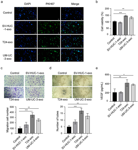 Figure 2. Effect of bladder cancer cells-derived exosomes on angiogenesis.