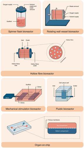 Figure 4. Schematic illustration of the structure of various micro-bioreactor subtypes, i.e., spinner flask bioreactor, rotating wall vessel bioreactor, hollow fibre bioreactor, mechanical stimulation (stretching) bioreactor, fluidic bioreactor and organ-on-chip.