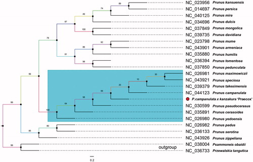 Figure 1. Maximum-likelihood (ML) phylogenetic tree of 24 selected chloroplast sequences with 1000 bootstraps. Prunus campanulata x kanzakura ‘Praecox’ were marked with red circle. Genebank accession numbers were listed together with their corresponding species names.