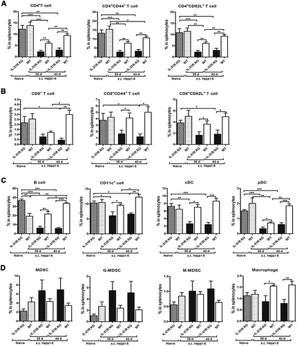 Figure 6. Defective expansion of antitumor immune cells in the spleen in IL-21R KO mice after secondary inoculation.WT and IL-21R KO mice were subcutaneously inoculated with Hepa1-6 cells in the left groin and then reinoculated with Hepa1-6 cells in the right groin on day 25 after the first inoculation. After days 35 and 43, splenocytes were collected and measured by flow cytometry. A, The frequencies of CD4+ T cell, CD4+CD44+ and CD4+CD62L+ T cells in splenocytes from tumor-bearing WT and IL21R KO mice and naive mice are shown. B, The frequencies of CD8+ T cell, CD8+CD44+ and CD8+CD62L+ T cells in splenocytes from tumor-bearing WT and IL21R KO mice and naive mice were measured. C, The frequencies of B cells, DCs, cDCs, and pDCs in splenocytes from tumor-bearing WT and IL21R KO mice and naive mice were examined. D, The frequencies of MDSCs, G-MDSCs, M-MDSCs, and macrophages from splenocytes from tumor-bearing WT and IL21R KO mice and naive mice are shown. Data represent the means of five to six mice per group ± SEM and are representative of two experiments. s.c., subcutaneous injection. *, P < 0.05; **, P < 0.01; ***, P < 0.001.