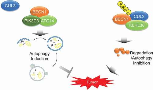 Figure 6. The model that CUL3-KLHL38-mediated BECN1 degradation inhibits autophagy and promotes tumor progression