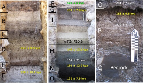 Figure 5. Stratigraphic sequence of the Dreyer section at Florisbad, from top (left) to bottom (right), including sedimentary unit according to Kuman et al. (Citation1999), luminescence ages by Grün et al. (Citation1996) in white and by Pinder (Citation2021: Figure 7.1) in yellow, ESR age by Grün et al. (Citation1996) in green and the level of the present-day water table. Scale bars: 20 cm.
