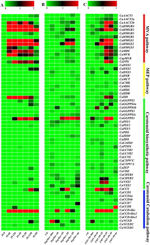 Figure 4. Expression heatmaps of the pepper carotenoid metabolic genes following pathogen infections based on RNA-Sequence data [Citation52]. Infection by P. infestans (A), pepper mottle virus (PepMov) (B), or tobacco mosaic virus (TMV) P0 strain (C). Note: In the figure, the colour scale represents the relative expression levels based on the log2-scaled fold changes of the RPKM injections at each time point compared with the CK; Red indicates high level fold changes and green represents low level fold changes.