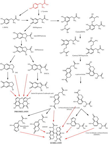 Figure 14. The pathway of melanin synthesis.