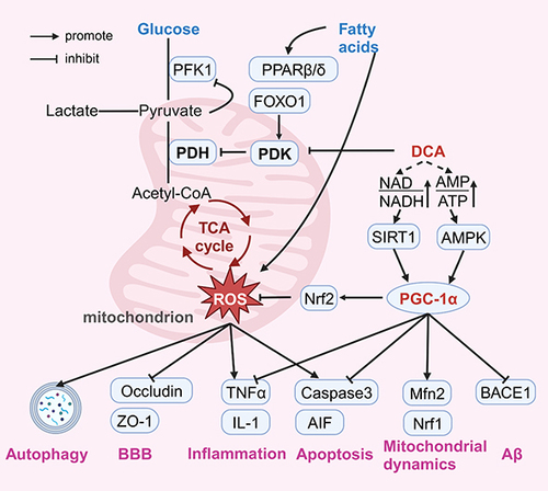 Figure 4 Possible mechanisms of neuroprotective effects of Dichloroacetate.