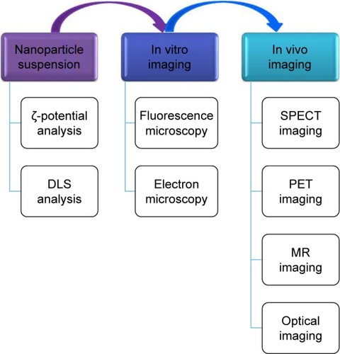Figure 2 The main imaging techniques used for the characterizing of nanoparticles: when they are in suspension, following their internalization in cells in vitro imaging, or inside an organism in vivo imaging.Abbreviations: SPECT, single-photon-emission computed tomography; DLS, dynamic light scattering; PET, positron-emission tomography; MR, magnetic resonance.
