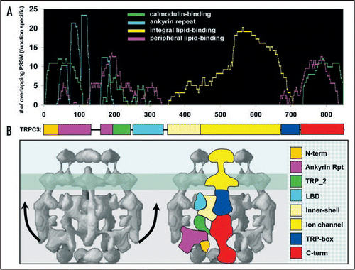 Figure 1 Structure/Function Modeling of TRPC3. (A) GDDA-BLAST histogram depicting phylogenetic profile signals for peripheral lipid-binding (magenta, 131 profiles), integral lipid-binding (yellow, 98 profiles), ankyrin repeats (turquoise, 54 profiles) and calmodulin-binding (green, 166 profiles). We observe multiple calmodulin-binding domains that overlap with lipid-binding domains in the N-terminal ankyrin repeats, as well as a major site in the C-terminus. These results predict at least 5 lipid-binding domains and 4 calmodulin-binding sites in TRPC3. (Functional phylogenetic profiles for TRP channels available upon request) (B) left: Cryo EM structure of TRPC3 from Mio et al.Citation3 where they suggest the N-terminal and C-terminal tails of TRPC3 form signal-sensing antennae. right: Artistic representation of the domain architecture for TRPC3. The N-terminal and C-terminal regions, channel, inner-shell and ankyrin repeats are approximated from the Mio et al. study.Citation3 The other regions are based on the overall topology when compared with our GDDA-BLAST results. Based on this model, each region of the channel predicted to interact with lipid/calmodulin has a solvent-accessible surface that would allow for protein/lipid-interactions, particularly if these regions moved to contact the plasma membrane.