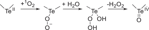 Scheme 5. Reaction of 1O2 with a heterocyclic Te center to form H2O2 and the oxidized Te species, a telluroxide.[Citation101]