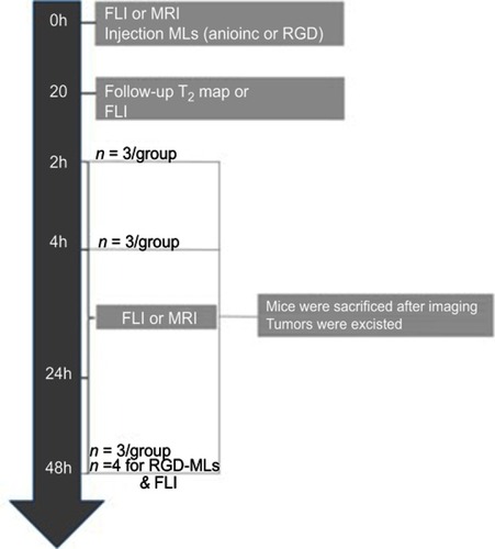 Figure S2 Experimental outline of the in vivo imaging experiments. Two separate groups of animals were used for the fluorescence imaging (FLI) and Magnetic Ressonance Imaging (MRI) experiments.