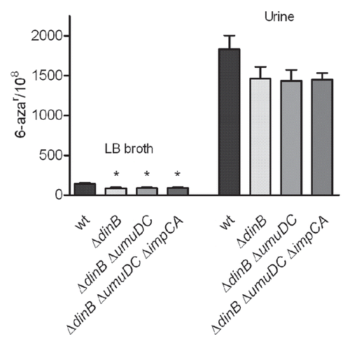 Figure 5 Mutation frequencies of UPEC UTI89 derivatives lacking genes encoding for TLS DNA polymerases. Strains were grown over night in LB broth and urine, in parallel, at 37°C. Mean mutation frequencies for 6-azar are based on eight independent cultures. Error bars show standard error (SE). Statistically significant differences (p < 0.05) in mutation rates frequencies compared to wt UTI89 are indicated by a star (*). p values were calculated using the non-parametric Mann-Whitney test.
