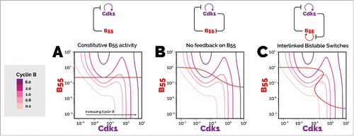 Figure 2. Phase plane of PP2A-B55 activity against cyclin B:Cdk1 activity for three different model scenarios. The effects of different levels of cyclin B are shown using logarithmic scales. The transition of interphase to mitosis occurs when the three intersection points cease to exist, which occurs when the unstable steady state and the stable steady state corresponding to interphase come together. Similarly for the mitosis to interphase transition, when the stable steady state corresponding to mitosis comes together with the unstable steady state, lowering the cyclin B total further results in only one stable state, corresponding to interphase, existing. The PP2A-B55 balance curve is a horizontal straight line in the Novak-Tyson model. When PP2A-B55 is inhibited by cyclin B:Cdk1 (B), the Cdk1 activity balance curves are the same as in A, but now the PP2A-B55 balance curve is hyperbolic. The difference between the thresholds of cyclin B total when mitotic entry and exit occur is greater than for A. In the case of double-negative feedback between PP2A-B55 and Gwl (C), the PP2A-B55 balance curve is Z-shaped, which shows that the regulation of cyclin B:Cdk1 can be removed and the system would still be bistable. The difference between the thresholds of cyclin B total when mitotic entry and exit occur is greater than for B, which shows greater distinction between interphase and mitosis. The equations and parameters used for the phase planes can be found online at https://github.com/novakgroupoxford/2017_Hutter_et_al.