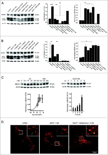 Figure 6. Heat shock proteins and LP formation mediate P2RX7-dependent LC3-II shift independently of calcium influx in dystrophic myoblasts. (A and B) Representative immunoblots of LC3-II and BECN1 levels in dystrophic myoblasts stimulated with 1 mM BzATP following preincubation with 2 sets of HSP90 and HSPA2 inhibitors, KNK437 and geldanamycin (A) and 17-DMAG and VER155008 (B). Graphs in (A) and (B) denote fold changes in LC3-II and BECN1 expression shown in adjacent blots (T/C = Treated/Control). P2RX7 channel activity and LP formation effects were assessed using BAPTA-AM (A) and A438079 (P2RX7 pore-specific antagonist, B), respectively. (C) Inhibition of HSP90 or HSP 70 caused a dose-dependent increase in BECN1 expression in dystrophic myoblasts. The Dmdmdx myoblasts were treated with indicated concentrations of GA or KNK437 for 16 h (left panel), or with 75 nM GA for indicated time periods (right panel) and then lysed. Nonlinear curve fitting function of GRAPHPAD Prism V6.01 was used to determine EC50 of 12.72 nM for GA. (D) Inhibition of HSP90 results in targeting of BECN1 to aggresomes in dystrophic myoblasts. The Dmdmdx myoblasts were stimulated with 1 mM BzATP with or without pretreatment with 75 nM GA, as indicated. Control cells showed puncta of BECN1 staining (green signal) separate from the Proteostat aggresome marker (red) while in cells pretreated with GA there was colocalization of BECN1 with aggresomes (yellow signal). Mean +/− SE, n = 3, P < 0 .05* and 0.001**.