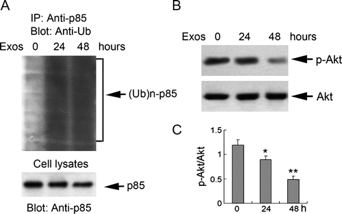 Figure 5.  Exosomes induced ubiquitination of the p85 subunit of PI3K and reduced downstream Akt activity in Jurkat T cells. Jurkat T cells were exposed to 400 µg/ml exosomes for 24 and 48 h. (A) Cell lysates were precipitated with anti-p85 agarose, and analyzed by Western blotting with anti-ubiquitin antibody. An aliquot of the cell lysates was immunoblotted with anti-p85 antibody to detect p85 expression (B) The expression of phosphorylated (p)-Akt and Akt were analyzed by Western blotting. (C) The levels of p-Akt were measured by NIH Image J software and corrected for Akt. Data are the mean±SD of three independent experiments. * p < 0.05; ** p < 0.01; *** p < 0.001.