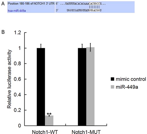 Figure 2. Notch1 was a direct target of miR-449a. A: Interaction between miR-449a and 3’UTR of Notch1 was predicted using microRNA target site prediction software; B: Luciferase activity of a reporter containing a wild-type Notch1 3’UTR or a mutant Notch1 3’UTR are presented. “Notch1-MUT” indicates the Notch1 3’UTR with a mutation in the miR-449a binding site. UTR, untranslated region. All data are presented as mean values ± SD of three independent experiments. **p < 0.01 vs. mimic control group.