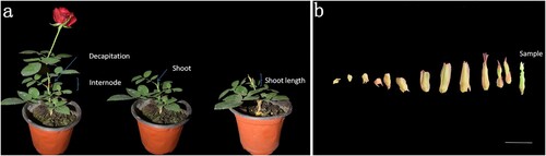 Figure 9. A model of day length affecting the regulation of the short shoot phenomenon in summer of rose cultivars.