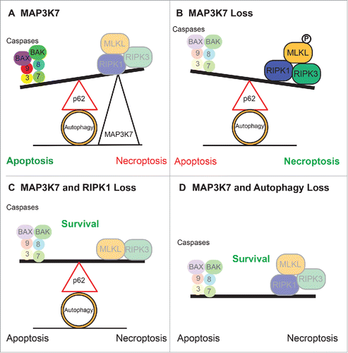 Figure 1. Cell Survival Outcomes Under TRAIL treatment: A) MAP3K7 stabilizes the ubiquitin chain of RIPK1 and allows for apoptosis. B) Loss of MAP3K7 permits RIPK1 to associate with RIPK3 which alters cell death to necroptosis. C) Additional loss of RIPK1 prevents the formation of the necrosome and therefore prevents cell death. D) Inhibition of autophagosome formation prevents necrosome activation and also prevents cell death.