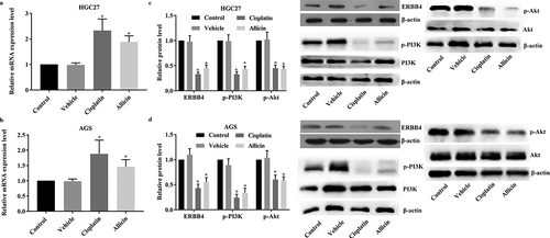 Figure 3. Detection results of miR-383-5p and ERBB4/PI3 K/Akt pathway in GC cells after allicin administration. 3 × 104/well GC cells were treated with allicin 10 µg/mL for 48 h or 10 µM cisplatin for 48 h. The expression of miR-383-5p was detected with RT-qPCR assay and the activity of ERBB4/PI3 K/Akt pathway was detected with western blotting assay. (a) Results of RT-qPCR detection of miR-383-5p level in HGC27 cells. (b) Results of RT-qPCR detection of miR-383-5p level in AGS cells. (c) Results of western blotting detection of ERBB4/PI3 K/Akt pathway in HGC27 cells. (d) Results of western blotting detection of ERBB4/PI3 K/Akt pathway in AGS cells. Control group, parental cells. Vehicle group, cells treated with DMSO. Cisplatin group, cells treated with 10 µg/mL cisplatin for 48 h. Allicin group, cells treated with 10 µg/mL allicin for 48 h. “*” represents statistically significant from Vehicle group, P < 0.05.