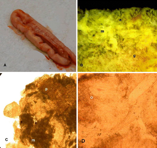 Figure 3.  3a: Unopened duodenum of bird infected with 106 sporulated oocysts of E. praecox (Tynygongl) showing wrinkled appearance. 3b: Duodenal mucosa under saline of bird infected with 106 sporulated oocysts of E. praecox (Tynygongl), showing mucus veil (m), atrophied villi (a), and “ghosts” (g) of the coria of eroded villi. 3c: Smear of duodenal contents from bird infected with 0.5 × 106 sporulated oocysts of E. praecox (Houghton), showing plant material (p), patches of mucus (m), and fragmented villi. 3d: Smear of duodenal mucosa of bird infected with 0.5 × 106 sporulated oocysts of E. praecox (Tynygongl), showing fragmented villi containing oocysts (o).